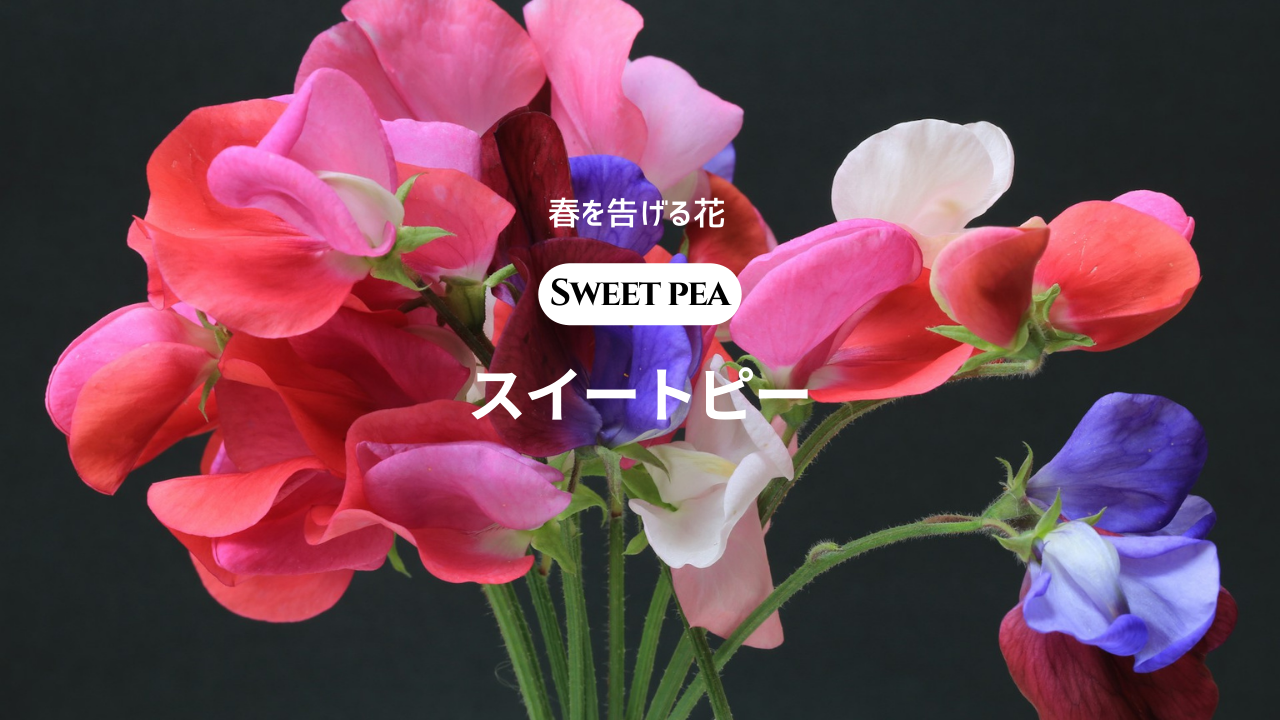 春の花】Sweet pea スイートピー | RUFUKA